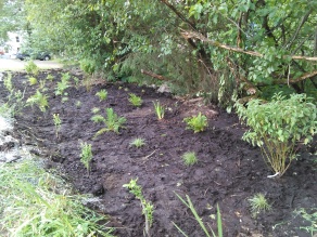 Photo 3. Planted rain garden